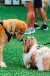 Two dogs looking at each other