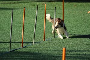 A dog running between poles