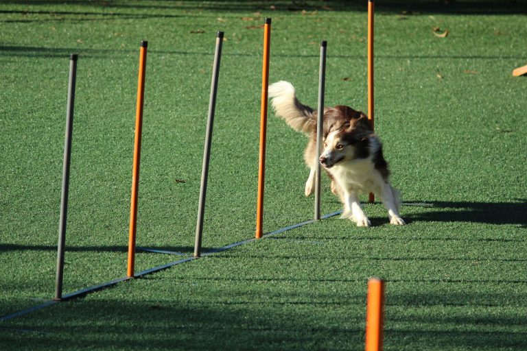 A dog running between poles