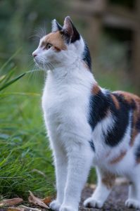 Calico Cat Looking to the side