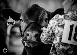 LIVESTOCKBACKGROUND