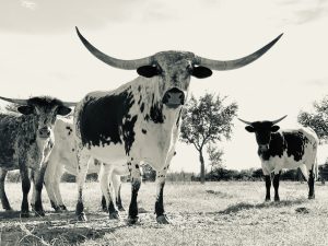 Black and white Longhorn Bull