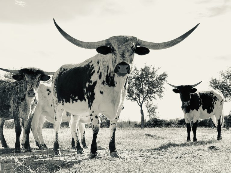 Black and white Longhorn Bull