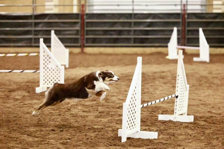 agility